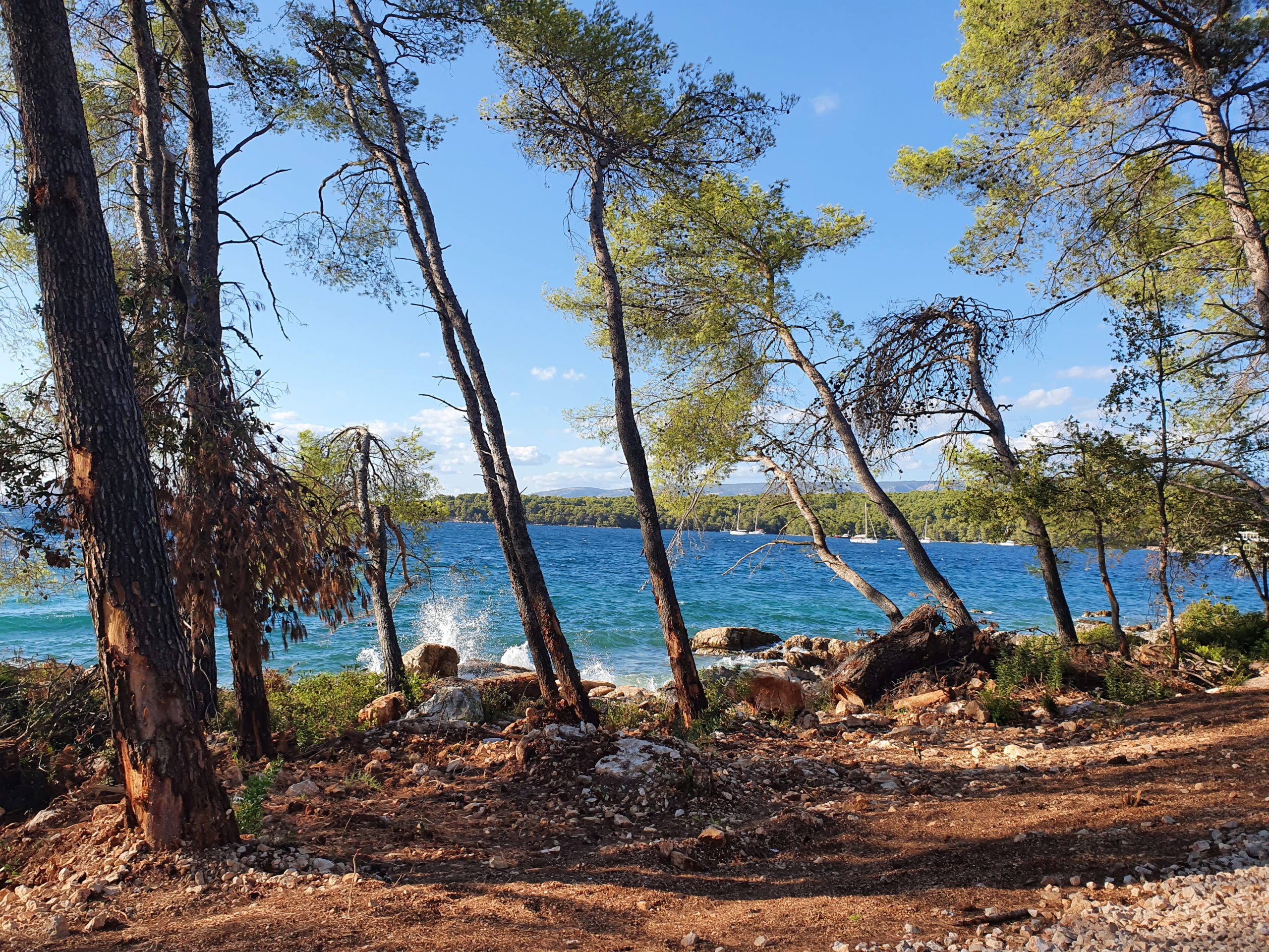 Himbeerbäume auf Hvar