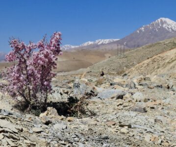 Wild Lorestan