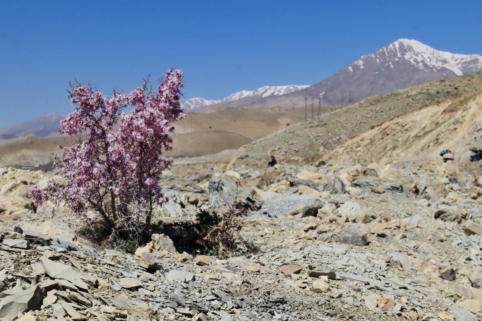 Wild Lorestan