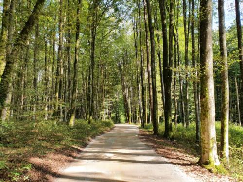 Slowenische Wälderpracht