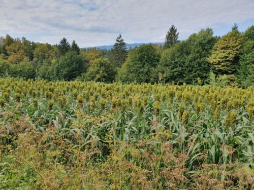 Unbekannte Feldfrüchte: Hirse! 