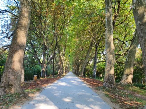 Die drei Kilometer lange Strasse verbindet die Quelle der Bosna mit Ilidza (Sarajevo).