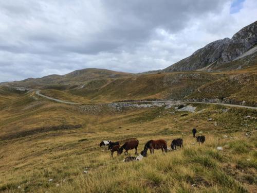 Piva Plateau. Horses, sheep, vastness.