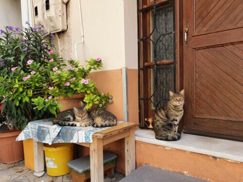 The Greek cats. 