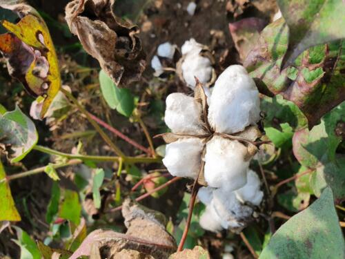 Cotton field in Greece (Macedonia). 