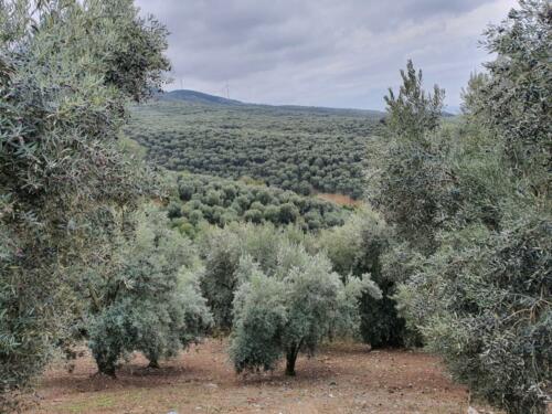 Olive trees as far as one can see. 