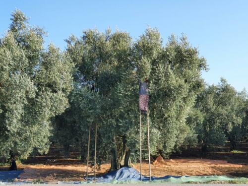 A lot of manual work is involved with the olives. 