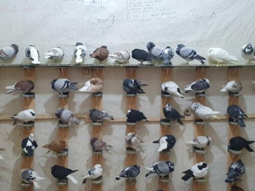 Pigeon shop in Urfa.