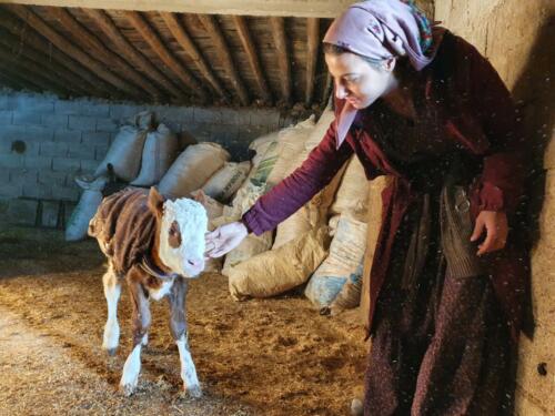 Newly born calf- now named "Simone" :). 