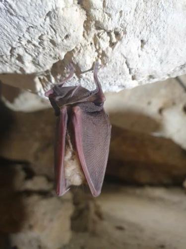 In der Höhle. 