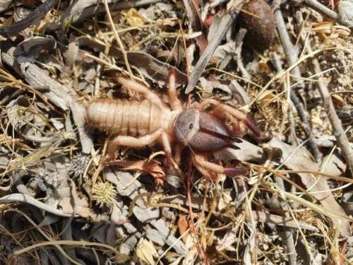 Camel spider