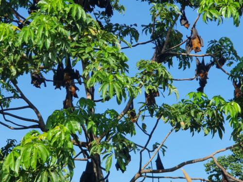 Fruit bats