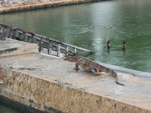 Water Monitor