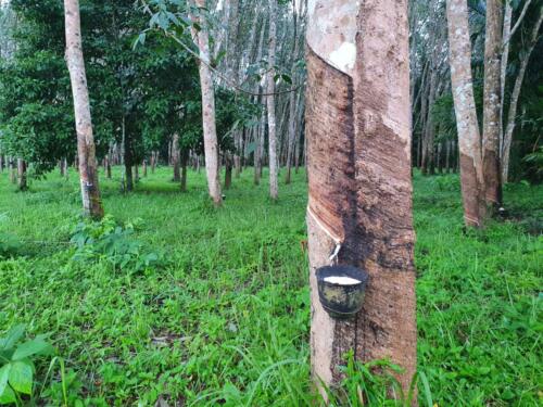 Rubber trees