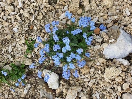 Alpenblumen