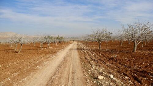 Pistachio fields. 