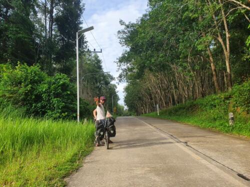 Rubber trees 