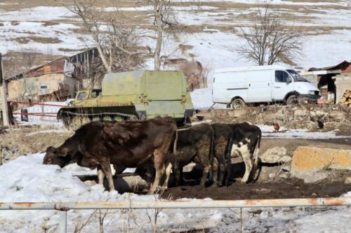 Cows and tanks