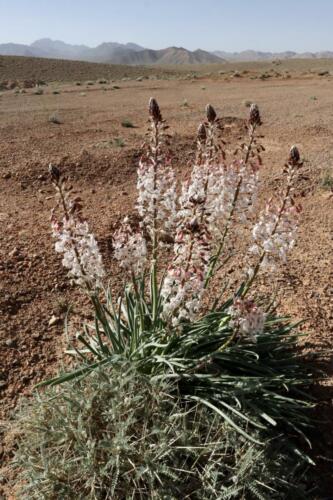 Desert beauties.