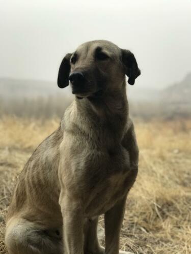 Our camp dog.