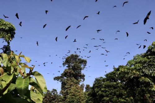 Fruit bats! 