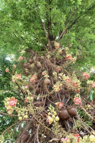 Kanonenkugelbaum