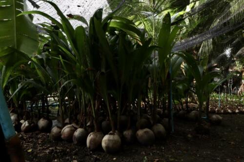 Thats how coconuts sprout! 