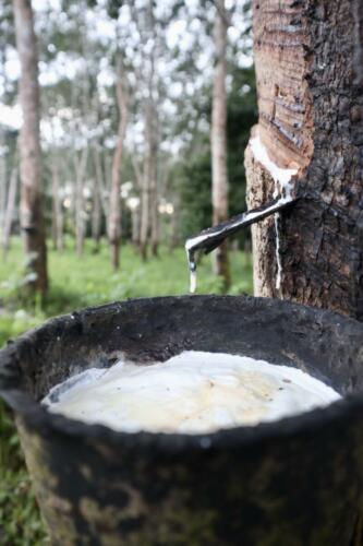 Rubber tree juice